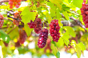 たわわに実ったブドウ