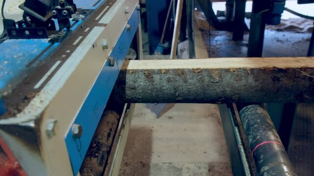Raw logs moving on conveyer transporter to cutting machine at woodworking plant. Timber processing and woodworking industry. Working process sawing wood boards on saw-mill factory in cut workshop.
