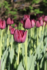 Fototapeta premium A close look at a purple tulip standing in a flowerbed full of the same breed