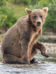 Obraz premium Brown bear fishing hunting