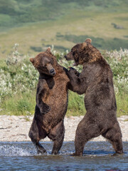 Obraz premium Brown bear fishing hunting