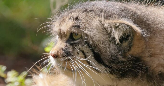 Pallas's cat (Otocolobus manul), also known as the manul, is a small wild cat with long and dense light grey fur, and rounded ears set low on the sides of the head.