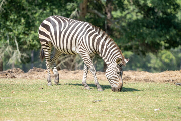 Obraz premium zebra eating grass