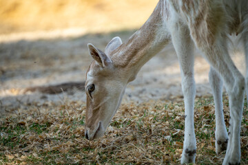 Herbivore daytime portrait in the shade