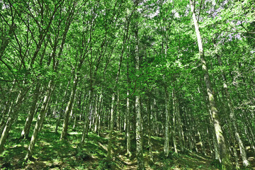 Strade, sentieri, fiori, flora e foreste sul Cammino di Francesco, Foreste del Casentino - Arezzo, Toscana