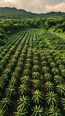 Aerial view of prepared cassava farm for bio ethanol production