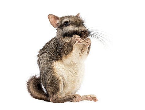 Plains viscacha Lagostomus maximus, looking at the camera On its hind legs and washing its muzzle with its paws
