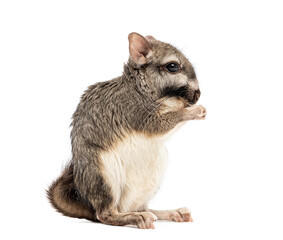 Plains viscacha Lagostomus maximus, looking at the camera On its hind legs and washing its muzzle with its paws