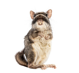 Plains viscacha Lagostomus maximus, looking at the camera On its hind legs and washing its muzzle with its paws