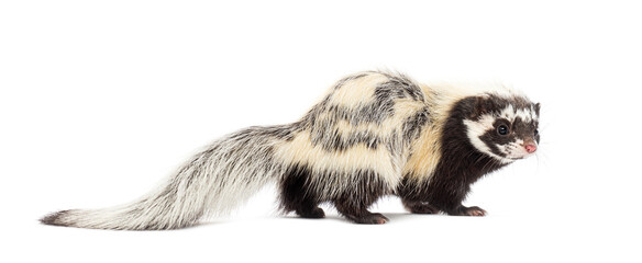Obraz premium Side view of Saharan striped polecat, Ictonyx libycus, isolated on white