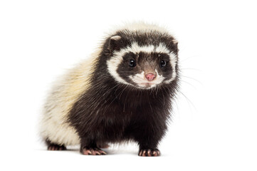 Fototapeta premium Saharan striped polecat, Ictonyx libycus, isolated on white