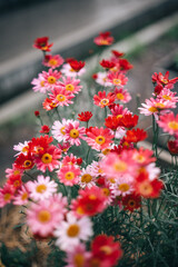 daisies blooming in the midday sun