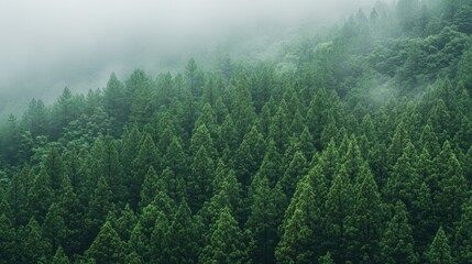 Fototapeta premium A panoramic view of a Chinese forest with tall, ancient trees. No people, copy space.