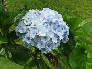 close up shot of light blue hydragea flower