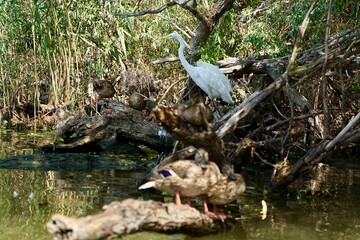 The Great Egret of Danube