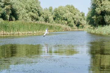 Blue Heron over Danube