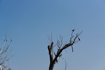 Wildlife of Danube