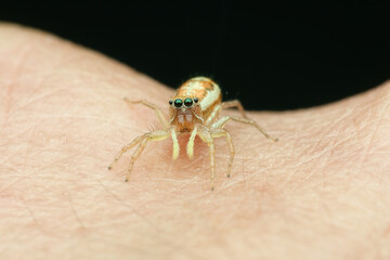 Jumping spider jump in to human hand