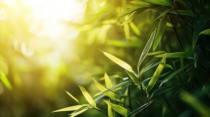 A peaceful bamboo forest with sunlight filtering through the leaves. No people, copy space.