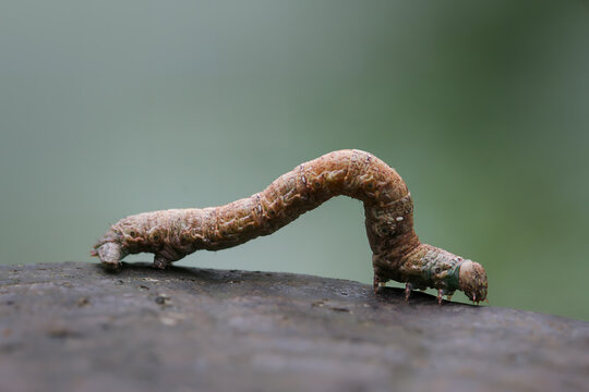 รูปภาพInchworm – เลือกดูภาพถ่ายสต็อก เวกเตอร์ และวิดีโอ7,822 | Adobe Stock