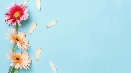 Fototapeta premium High-Resolution Stock Photo: Gerbera Daisies on Pastel Blue Background with Copy Space, Flat Lay Top View, Mockup Design Template