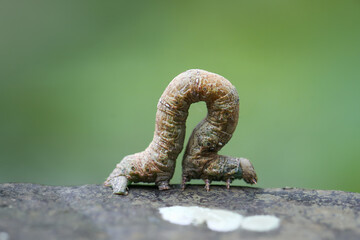 Macro photo of brown inchworm camouflaged on tree bark. The caterpillar's slender body blends into the texture of the bark, making it difficult to spot, Taiwan.