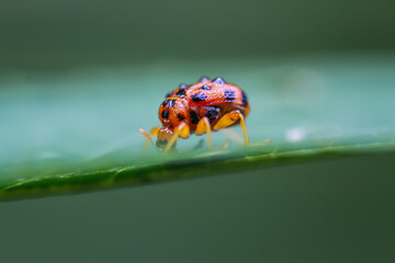 A close-up of an orange spotted weevil, Agomadaranus pardaloides, on a green leaf. The weevil has a distinctive orange body with black spots and a long snout. Captured in Wulai, Taiwan.