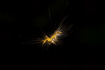 A close-up of a fuzzy caterpillar, showcasing its intricate details. The caterpillar's unique appearance and the dark background create a dramatic image. Wulai, New Taipei City, Taiwan.