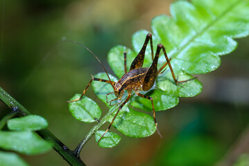 A detailed macro shot of a Taiwanese bush cricket perched on a fern leaf. The cricket's intricate details, including its long antennae and jumping legs. Wulai, New Taipei City, Taiwan.