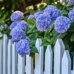 Fototapeta premium White picket fence with blooming hydrangeas in a cottage garden