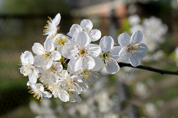 Fototapeta premium Spring blooming cherry flowers branch