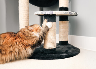 Happy indoor cat using scratching post with sisal rope. Cute fluffy kitty cat scratching with front paws on cat tree. Claw sharpening and enrichment. Female long hair calico cat. Selective focus.