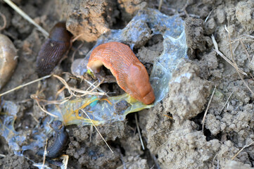 Snails(arion vulgaris) eat poisoned bait and die from it, releasing mucus.