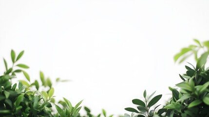 Out-of-Focus Plants in the Foreground with a Crisp White Background, Creating a Soft and Elegant Visual Contrast