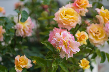 Beautiful colorful flowers in the garden on the island