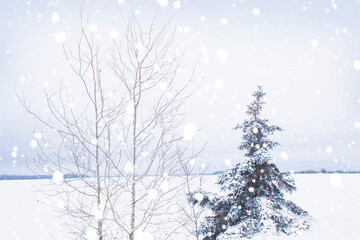 Landscape. Frozen winter forest with snow covered trees.