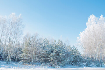 Landscape. Frozen winter forest with snow covered trees.