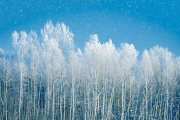 Landscape. Frozen winter forest with snow covered trees.
