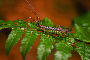 A close-up of a house centipede crawling on a fern leaf. The centipede's elongated body and numerous long legs are clearly visible. Wulai District, New Taipei City, Taiwan.
