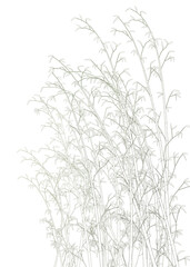 Bamboo line art work illustration transparent background