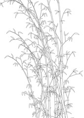 Bamboo line art work illustration transparent background