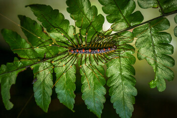 A close-up of a house centipede crawling on a fern leaf. The centipede's elongated body and numerous long legs are clearly visible. Wulai District, New Taipei City, Taiwan.