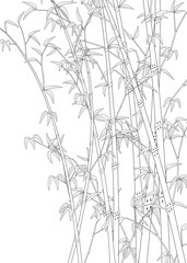Obraz premium Bamboo line art work illustration transparent background
