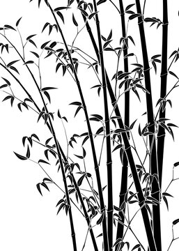 Bamboo line art work illustration transparent background