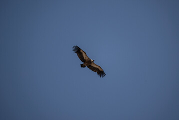 griffon vulture hunting in natural conditions in summer on the island of Crete in Greece