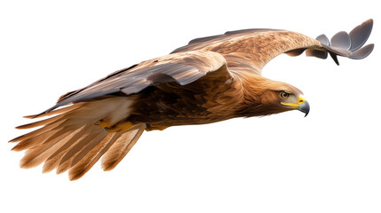 Golden eagle in flight with wings fully spread isolated on transparent background

