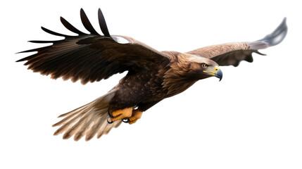 Obraz premium Golden eagle in flight with wings fully spread isolated on transparent background