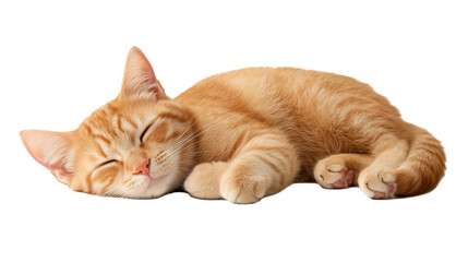 Cute orange tabby cat sleeping isolated on transparent background

