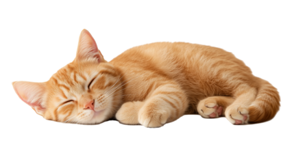 Cute orange tabby cat sleeping isolated on transparent background

