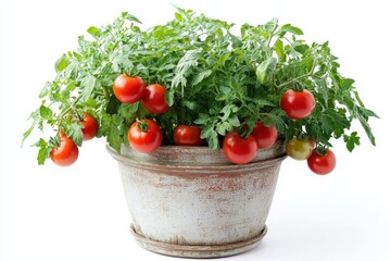 A potted tomato plant with ripe red tomatoes ready for harvest.
